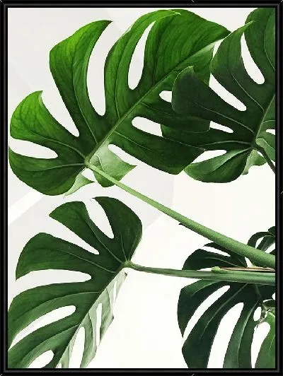 Картина Листья монстеры №400