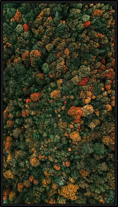 Картина Лес ранней осени