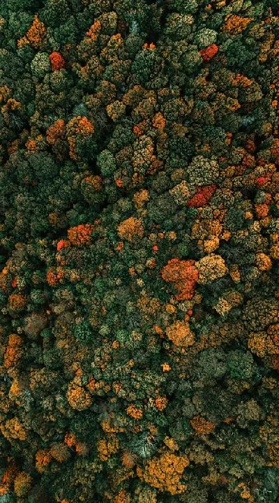 Плакат Лес ранней осени