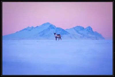 Картина Олень в снегах