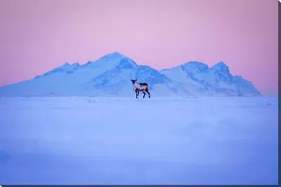 Постер Олень в снегах