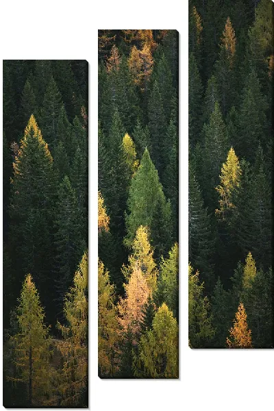 Модульная картина Еловый лес №23