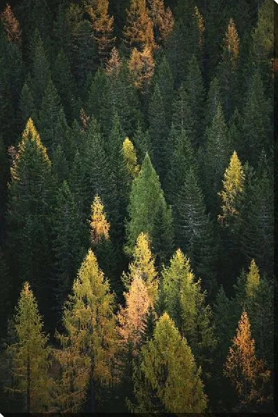 Постер Еловый лес №23