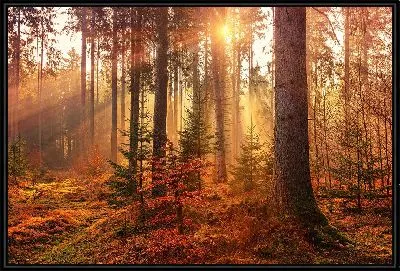 Картина Лучи солнца в осеннем лесу