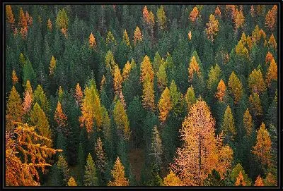 Картина Свежий лес