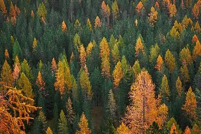 Плакат Свежий лес