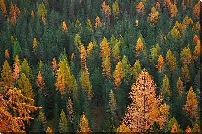 Постер Свежий лес