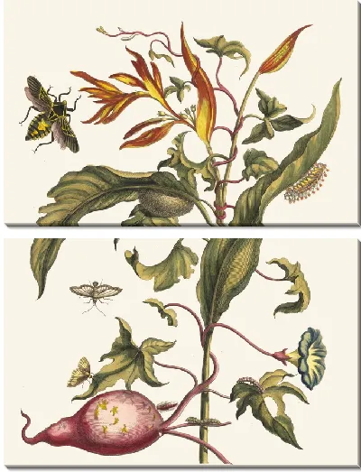 Картина Ipomoea batatas и Heliconia psittacorum