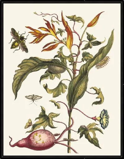 Картина Ipomoea batatas и Heliconia psittacorum