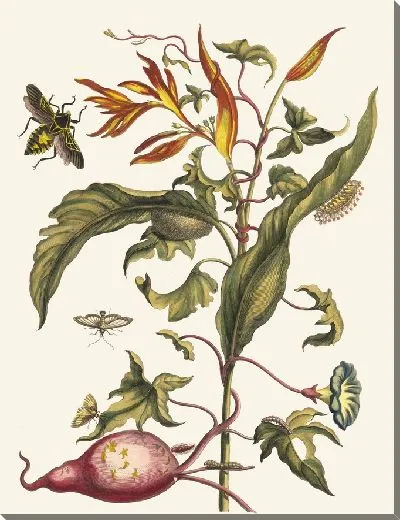 Картина Ipomoea batatas и Heliconia psittacorum