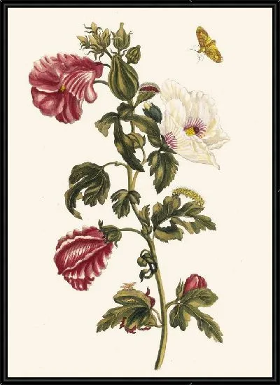 Картина Алтея (1705)