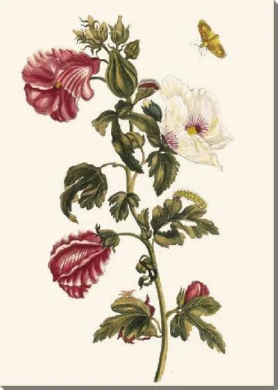 Картина Алтея (1705)