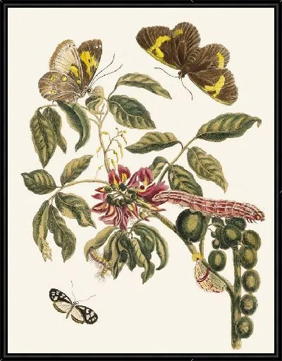 Картина Американская корона древовидная (1705 г.)