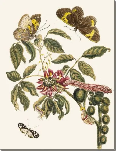 Картина Американская корона древовидная (1705 г.)