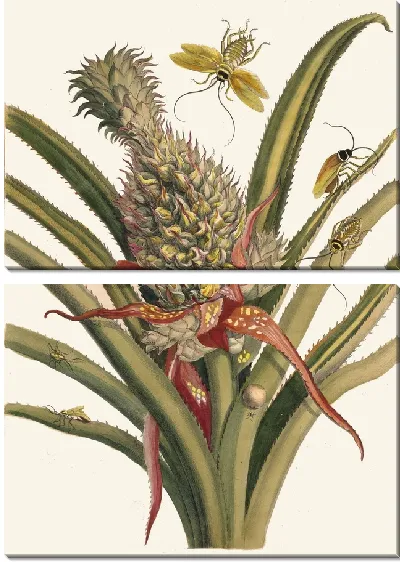 Картина Ананас (1705)