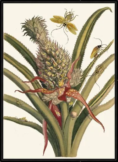 Картина Ананас (1705)