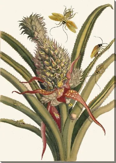 Картина Ананас (1705)