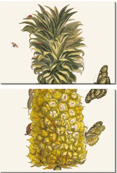 Картина Ананас мур (1705)