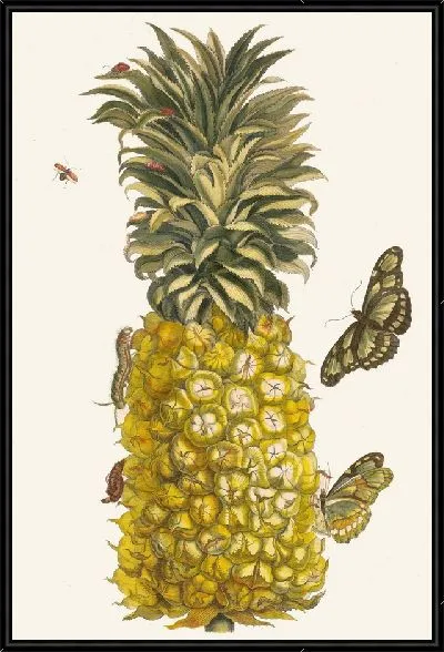 Картина Ананас мур (1705)