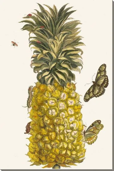 Картина Ананас мур (1705)