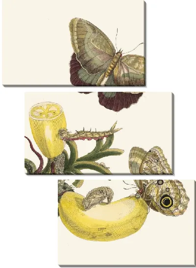 Картина Баккорес (1705)