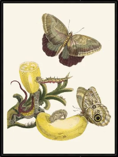 Картина Баккорес (1705)