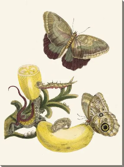 Картина Баккорес (1705)