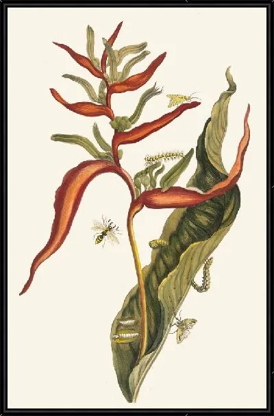 Картина Баллия (1705 г.)