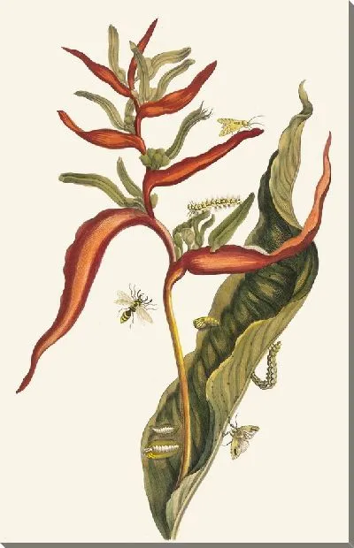 Картина Баллия (1705 г.)