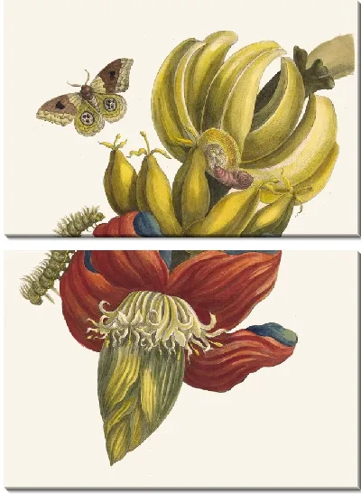 Картина Банан (1705)