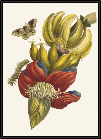 Картина Банан (1705)