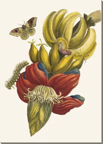 Картина Банан (1705)