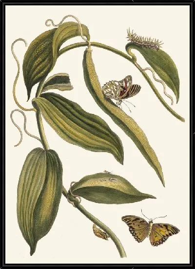 Картина Баниль (1705)