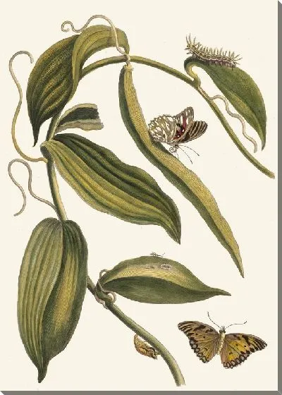 Картина Баниль (1705)