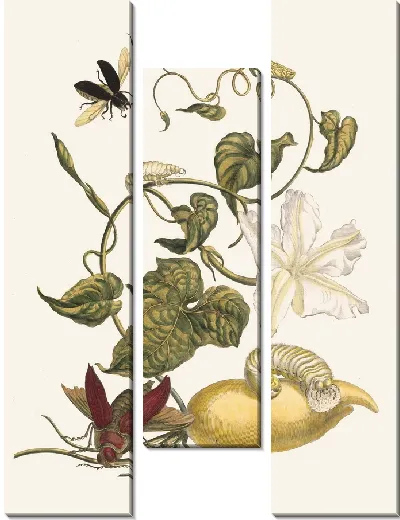 Картина Баттатес (1705)