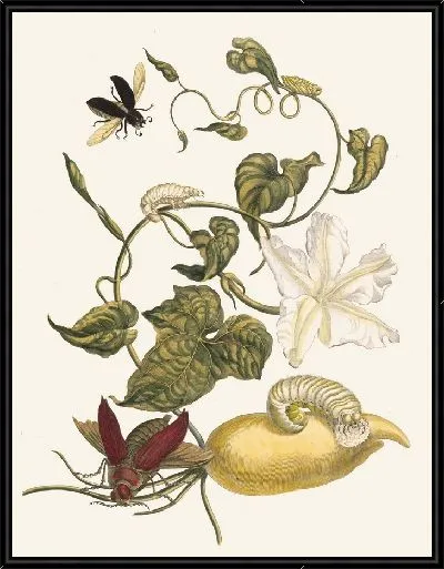 Картина Баттатес (1705)