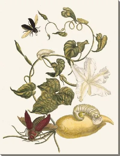 Картина Баттатес (1705)