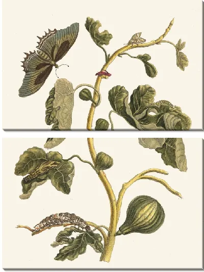 Картина Белая гуава (1705)
