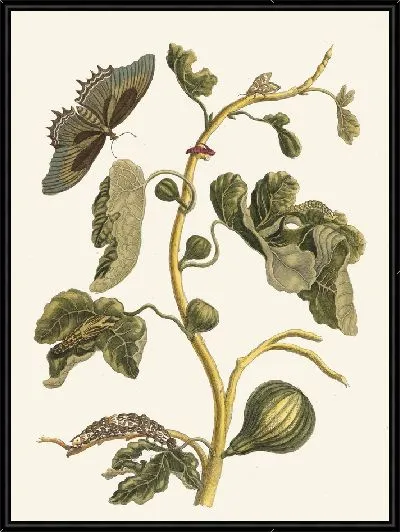 Картина Белая гуава (1705)