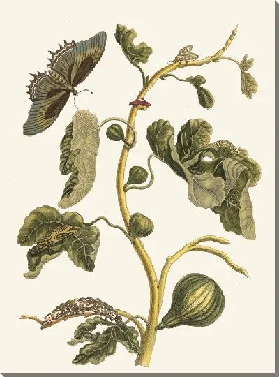 Картина Белая гуава (1705)