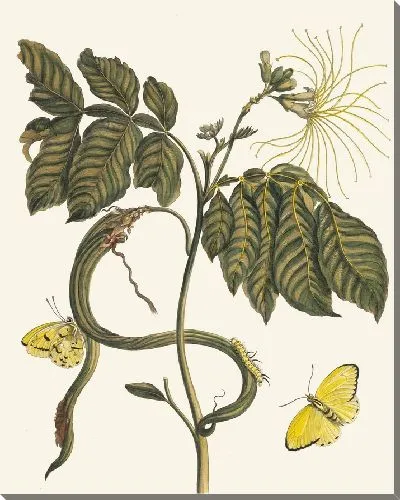 Картина Вайк-Боки (1705)