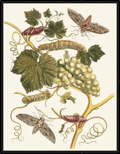 Картина Винь Бланш д'Америк (1705 г.)