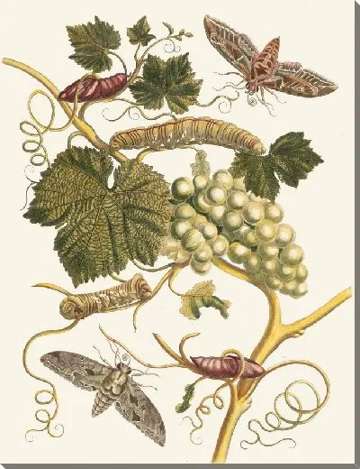 Картина Винь Бланш д'Америк (1705 г.)