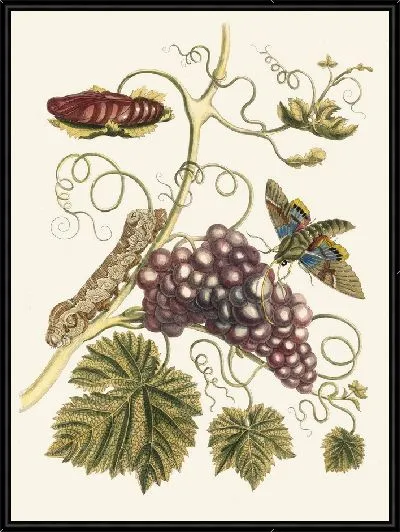 Картина Винье д'Америк (1705 г.)