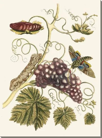 Картина Винье д'Америк (1705 г.)