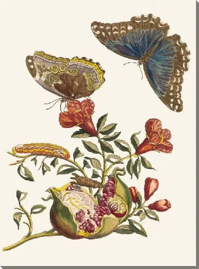 Картина Гренадер (1705)