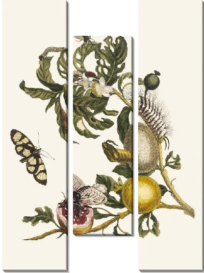 Картина Гуахавес (1705)