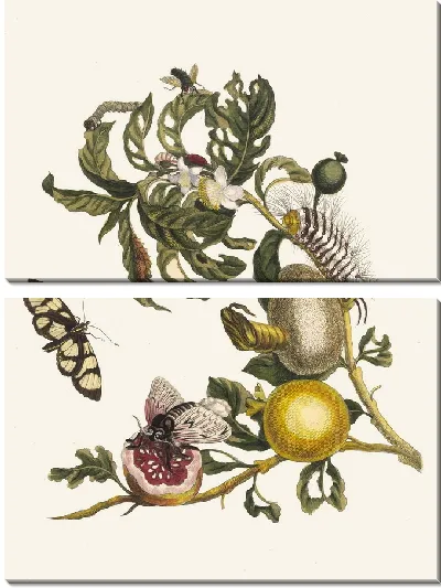 Картина Гуахавес (1705)