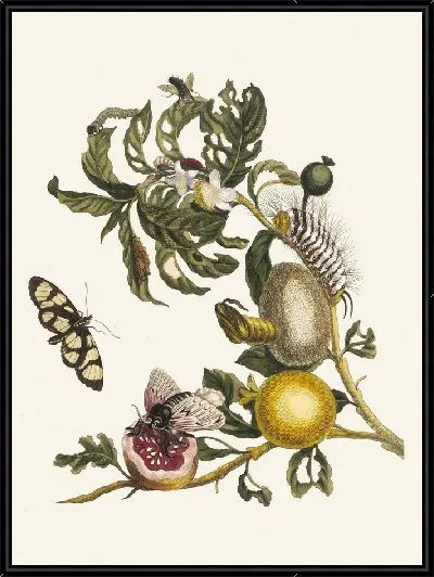 Картина Гуахавес (1705)