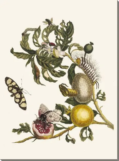 Картина Гуахавес (1705)